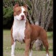 en paseoo  american pitbull terrier 